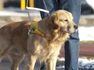 Register your dog as a 2024 therapy dog