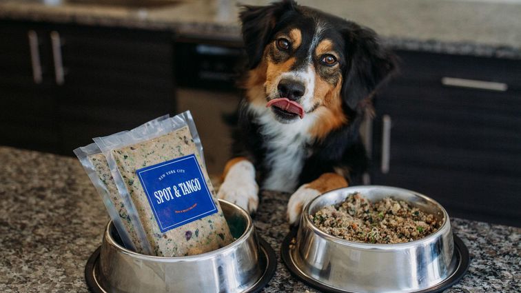 Pet food delivery: Get cat and dog food delivered with Ollie, Smalls and  more