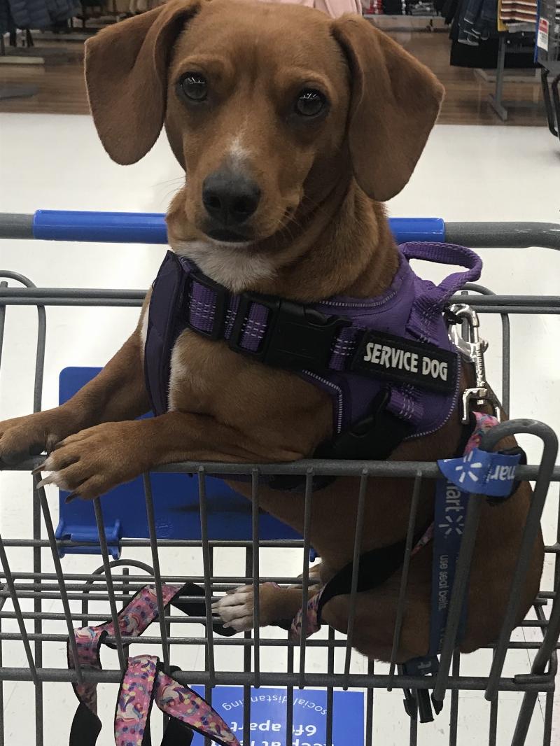 Lexi is my Chiweenie service  helps keep me calm and not to panic in  public. | ADA Assistance Dog Registry