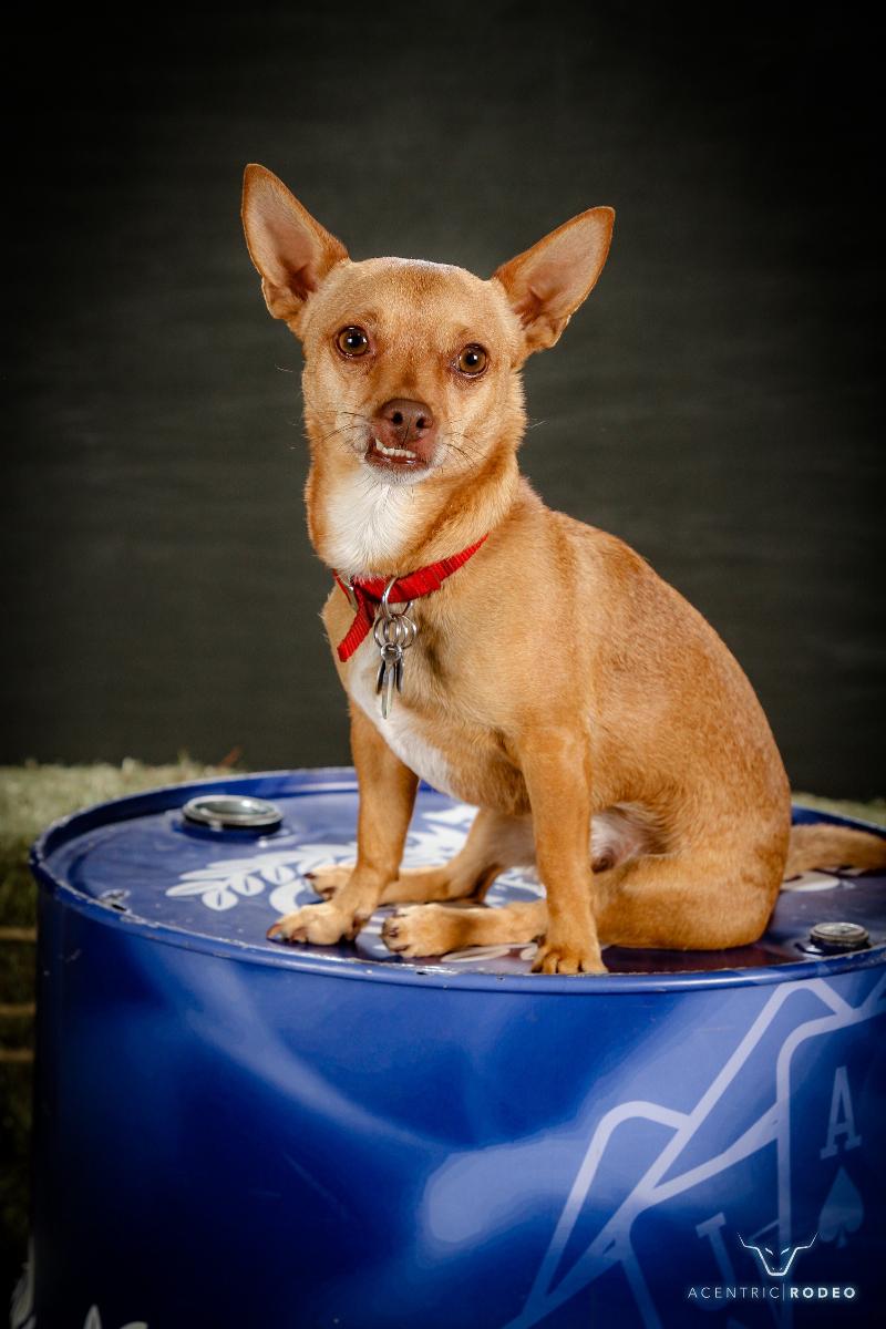 Chihuahua and weenie dog hot sale mix