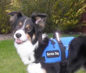 hearing impaired service dog vest