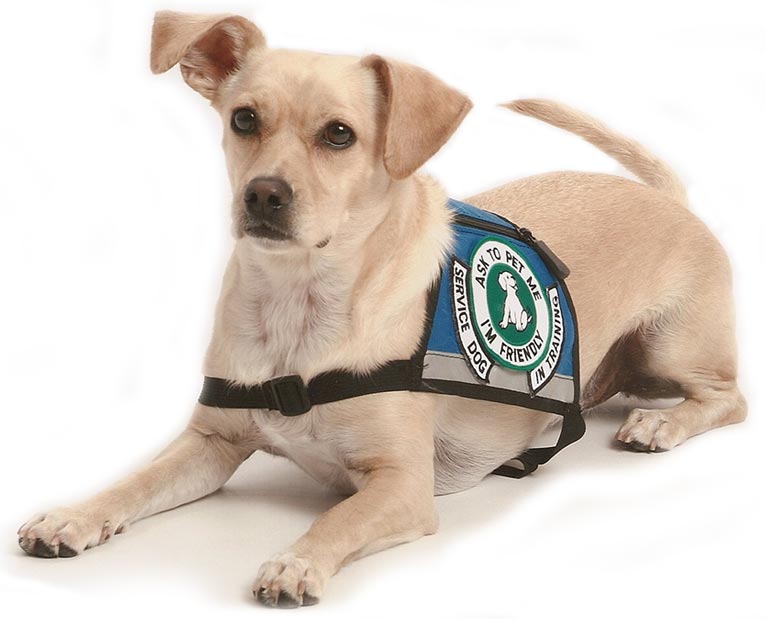 ADA Assistance Dog Registry | Register your Dog Online Instantly!