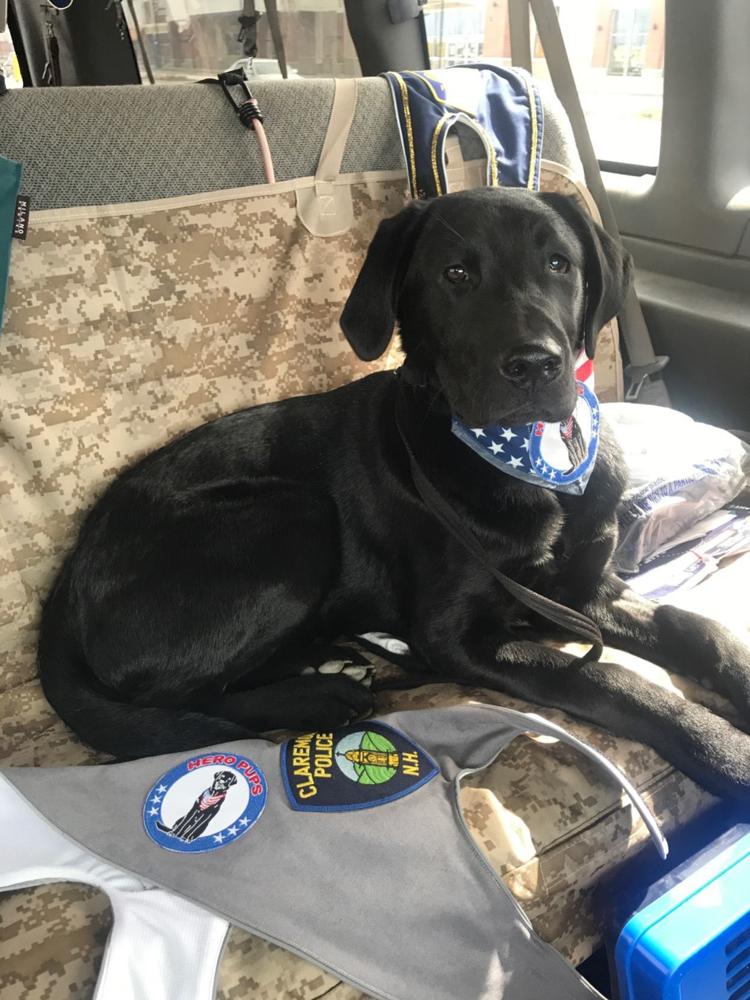 Police Gets Comfort Dog | ADA Service Dog Registry