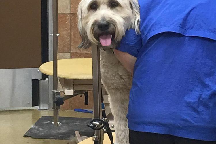 PetSmart reopens its grooming shops ADA Assistance Dog Registry