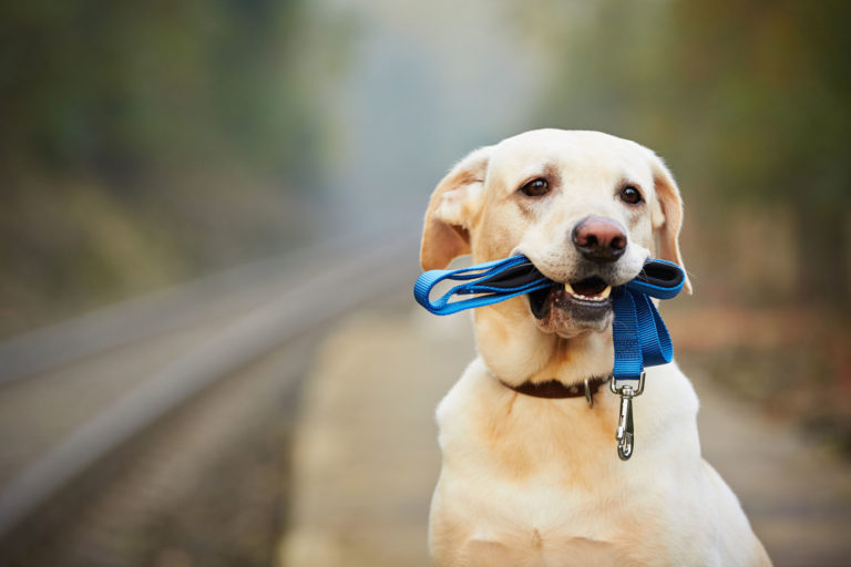 county-leash-law-ada-assistance-dog-registry