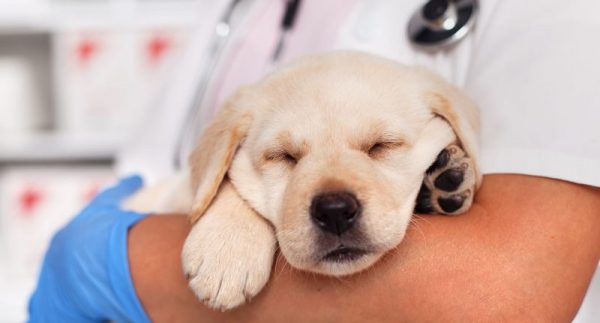 Canine Cancer Treatment | ADA Service Dog Registry