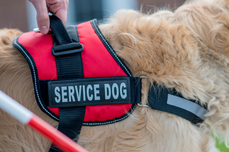 Service Dog Month Ending | ADA Service Dog Registry