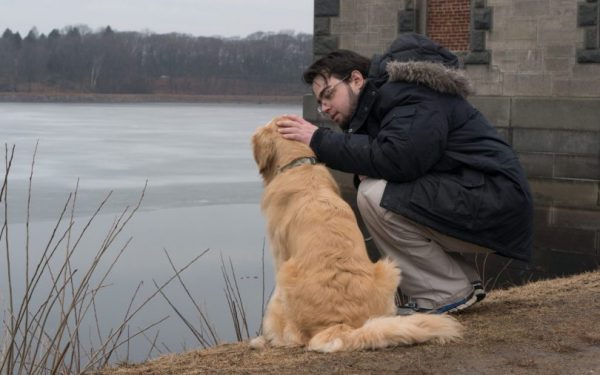 for-year-of-the-dog-the-surprising-history-of-chinese-dog-breeds