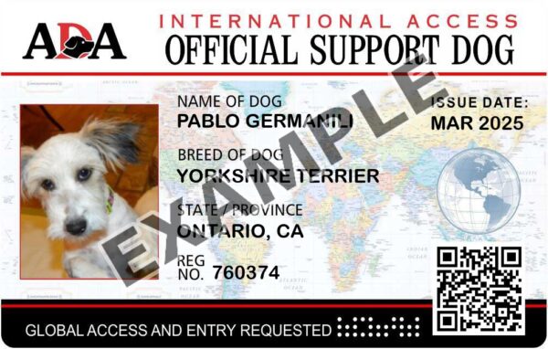 International Support