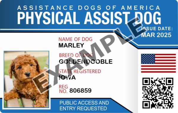 Physical Assist Dog