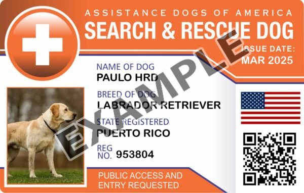 Search And Rescue Dog