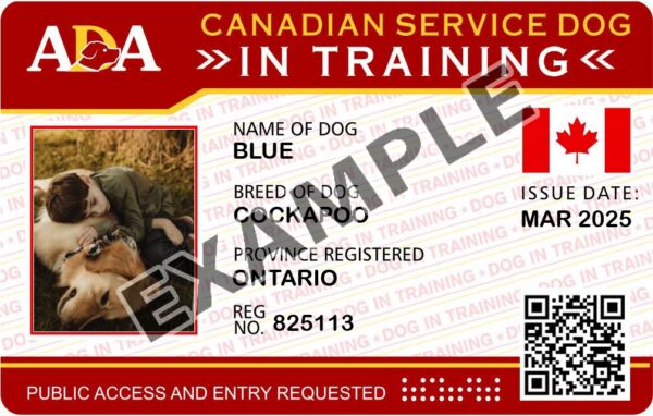 Canada Service Dog In Training