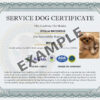 Seizure Alert Dog - Image 3