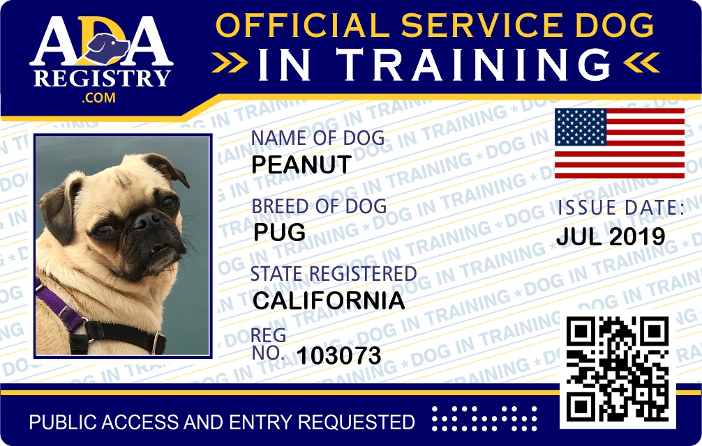 Service Dog In Training Registration For Peanut Ada Assistance Dog Registry