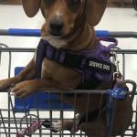 Lexi is my Chiweenie service dog.she helps keep me calm and not to panic in public.