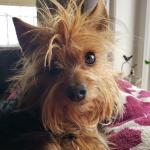 Sailor is a 7 lb Yorky with a white patch on her chest