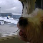 Roxi on a flight out of Calgary.
