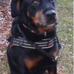 Bella est un Bouvier Bernois croisé Rotweller