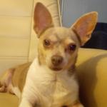 Daisy Full Chihuahua