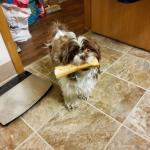 Gizmo with her favorite bone.