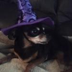 I love to dress up for all the holidays. This is my witches hat that my mommy made for me on Halloween.