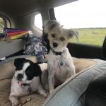 Brodee and Bella road trip