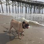 Odie and the Beach