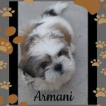 My emotional support Dog Armani