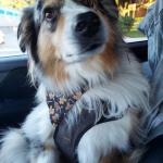 Milo in his car seatbelt