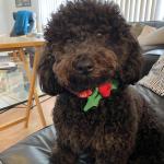 Jett the friendly  poodle