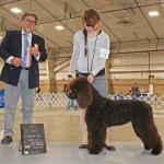 All-Breed Dog Show