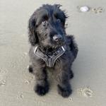Beach puppy 2020