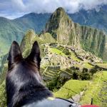 1st Service Dog in Machu Picchu