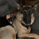 Bear-Medical Stability and Wheelchair Guidance Trained Service Dog