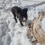 Myka enjoying the snow