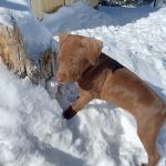 Lily enjoying the snow with her sister Myka