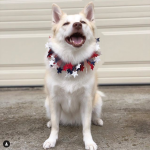 Freyja Icelandic Sheepdog