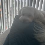 My Dog Max is special, I love him