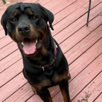 My Amazing Dog Zeus