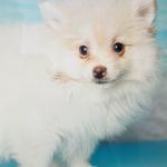 Beautiful dog Pomeranian Eva