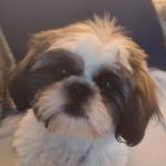 Merry is a 5 month old Shih Tzu