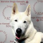 KAYA · Medical Service Dog
