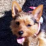 Loving yorkie for cardiovascular,diabetes,Hearing  impaired.
