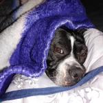 DOG snuggled in blankets