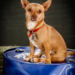 Kilo is a 9 year old chihuahua Pomeranian weiner dog mix