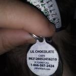 Lil chocolate tag