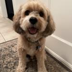 Milo T Ramsammy updated photo