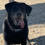 Buddy the black lab