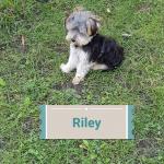 Our cute little Riley