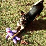 Sock Monkey Buddy